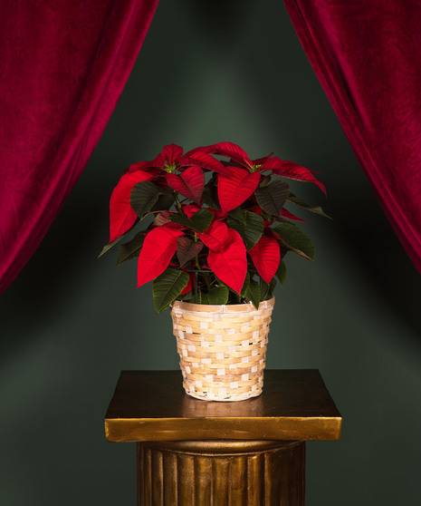 Send one of our red poinsettia plants, and that special someone will indeed have a merry holiday!