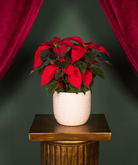 The perfect plant to say 