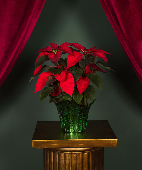Poinsettia in Foil