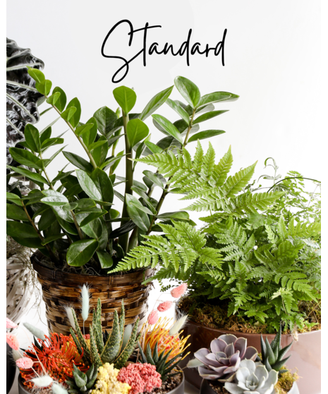 Surprise them with a stunning custom plant. Our expert designers will pick out various plants in a one of a kind planter.
