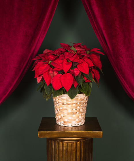 Poinsettia in Basket