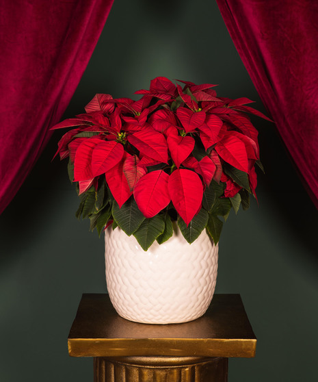 The perfect plant to say 