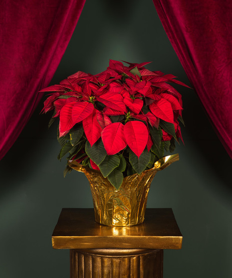 The perfect plant to say 