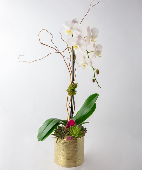 Blooming Beauty Orchid
