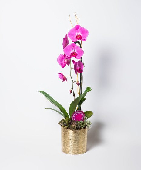 Blooming Beauty Orchid