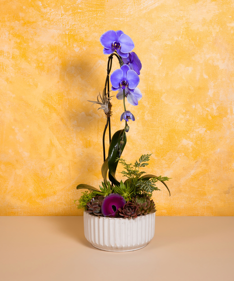 Botanical Beauty - Deluxe