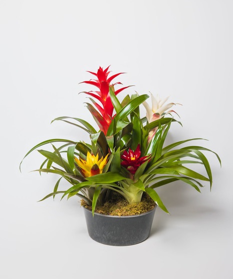 Houseplants