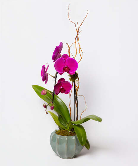 Elegant Cascade Orchid