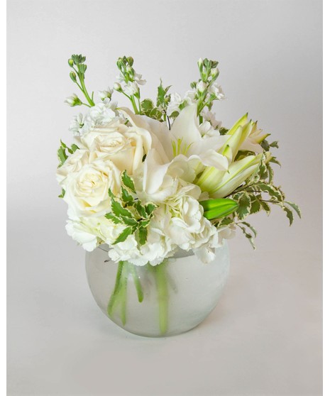 Crisp Ivory