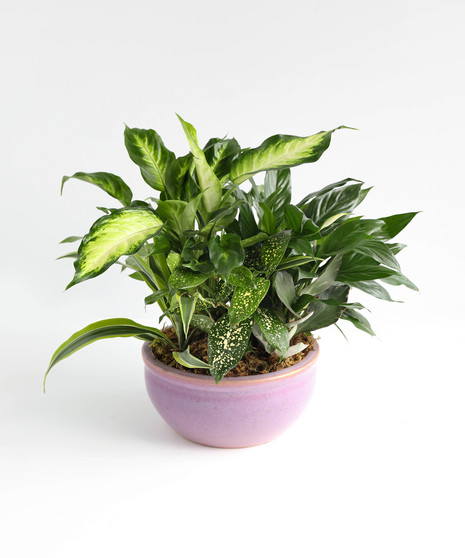 Ceramic Dish Garden