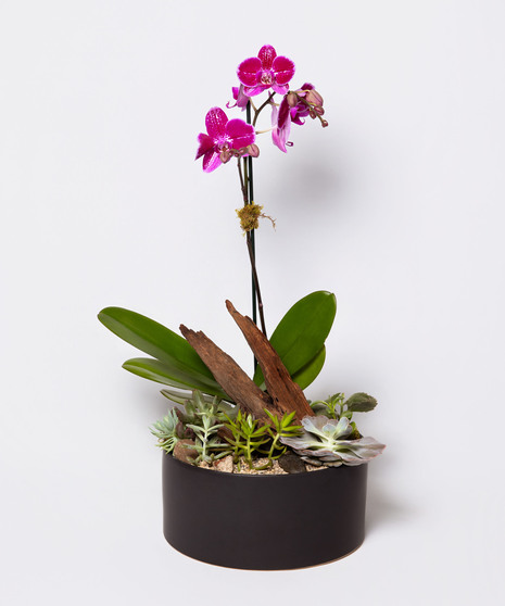Driftwood Orchid