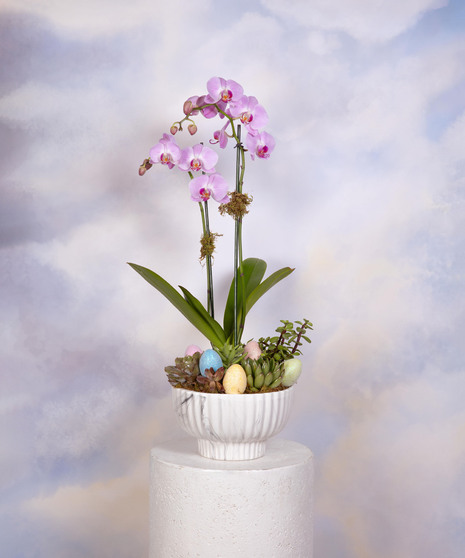 Hoppy Easter Orchid