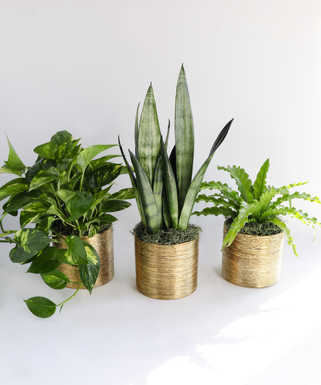 In this bundle we include three fan-favorite houseplants: a 6