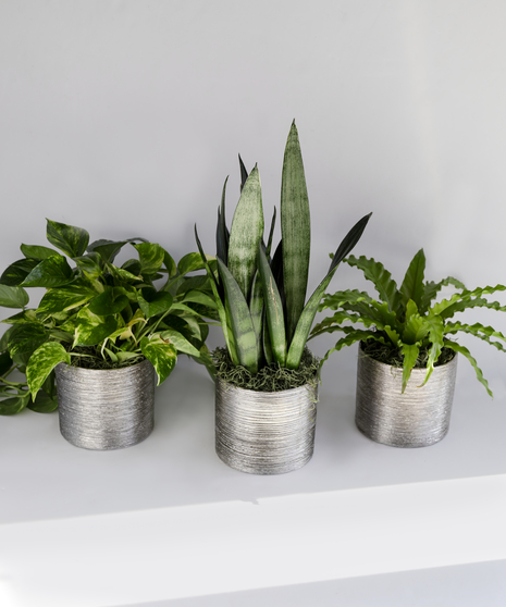 In this bundle we include three fan-favorite houseplants: a 6