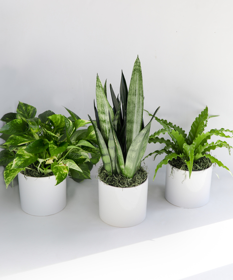 In this bundle we include three fan-favorite houseplants: a 6
