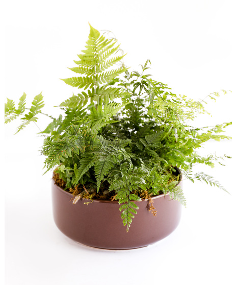 Fern Garden
