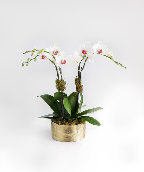 Golden Orchids