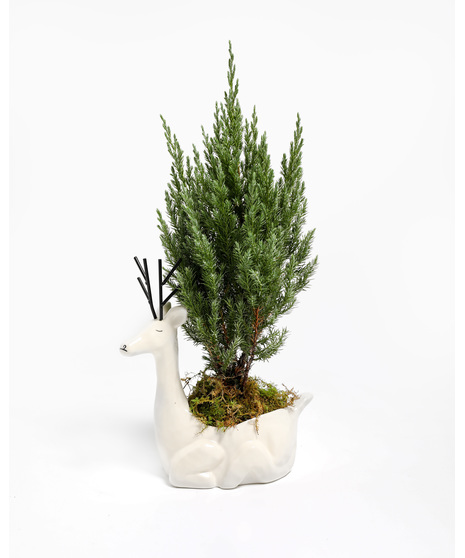Plants