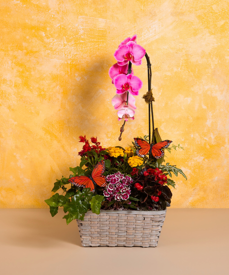 Love Grows Here - Deluxe