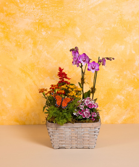 Love Grows Here - Standard