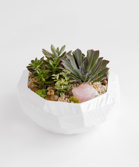 Modern Succulent Garden