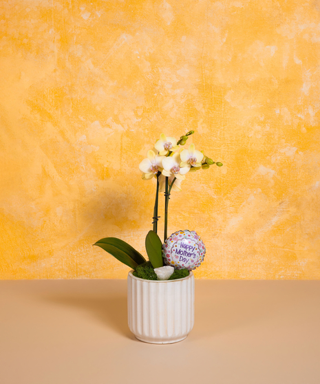 Mom's Orchid - Standard