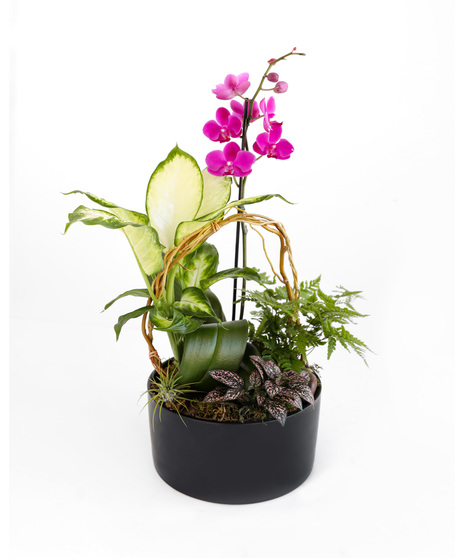 Plants