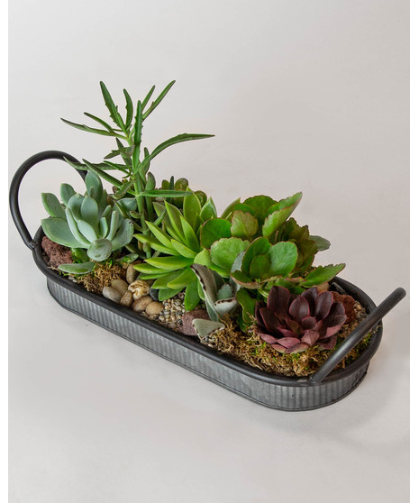 Succulent Centerpiece