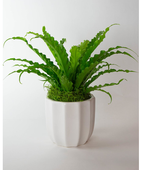 Houseplants
