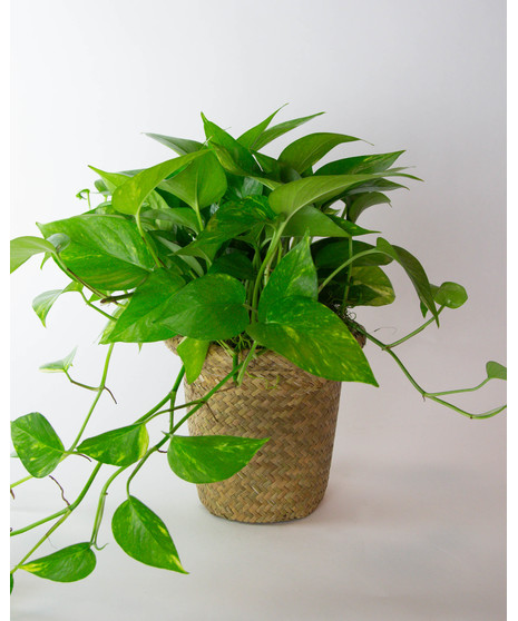 Houseplants
