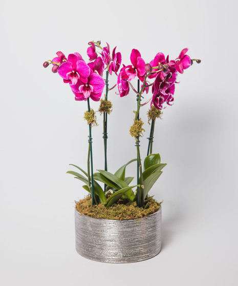 Orchid Classic