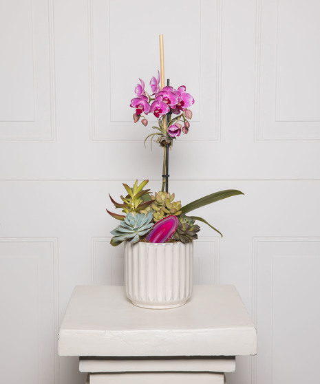 Money Tree pant in a stone head planter that can be reused.