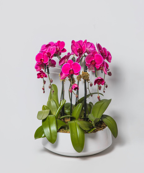 Orchid Grandeur