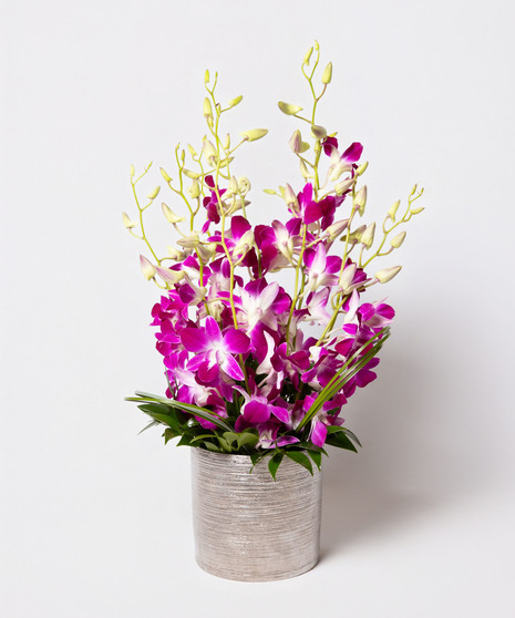 Orchid Oasis