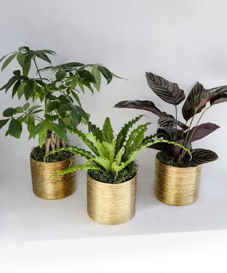In this bundle we include three fan-favorite houseplants: a 6
