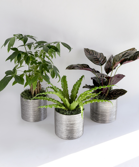 In this bundle we include three fan-favorite houseplants: a 6