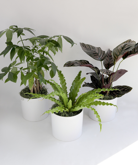 In this bundle we include three fan-favorite houseplants: a 6