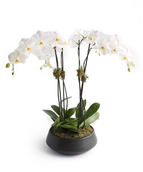 4 beautiful ivory orchids artfully designed in a gold cylinder dish