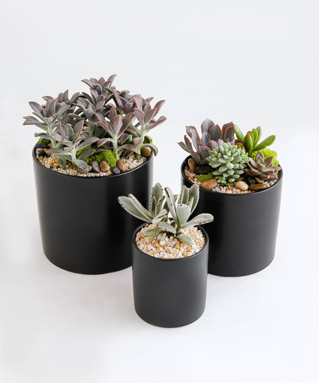 Succulent Trio