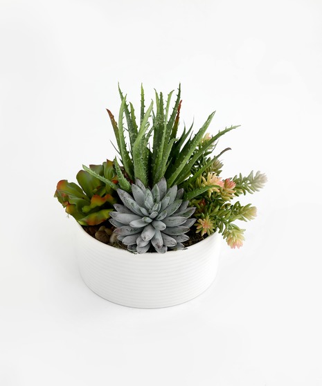 Succulents in Silk
