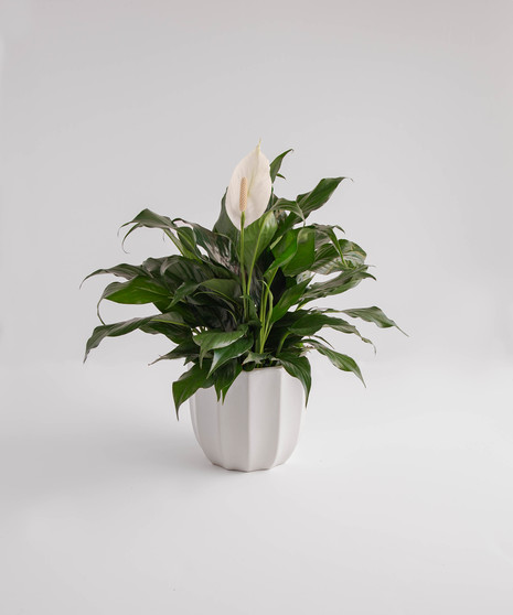 Comfort Planter Delivery Orlando - Sympathy Plant Delivery