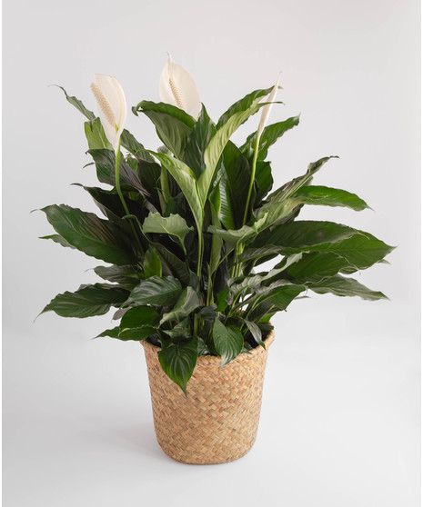 Spathiphyllum Plant