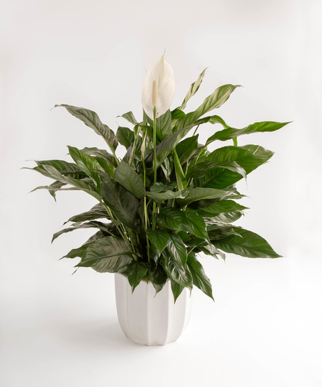 Peace Lily in Ceramic Planter