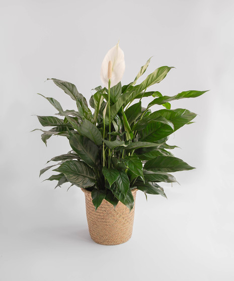 Spathiphyllum Plant