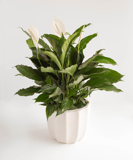 Comfort Planter Delivery Orlando - Sympathy Plant Delivery