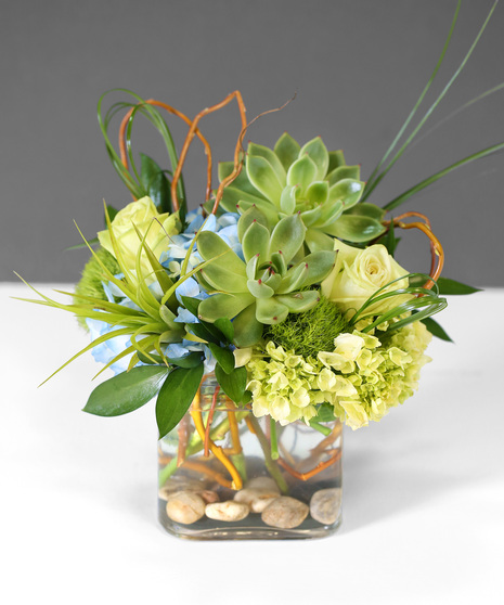 Stylish Succulents