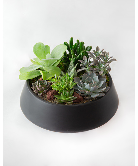 This large succulent garden features eight varieties of succulents, carefully designed with moss and pebbles in a sleek matte black large ceramic container. 