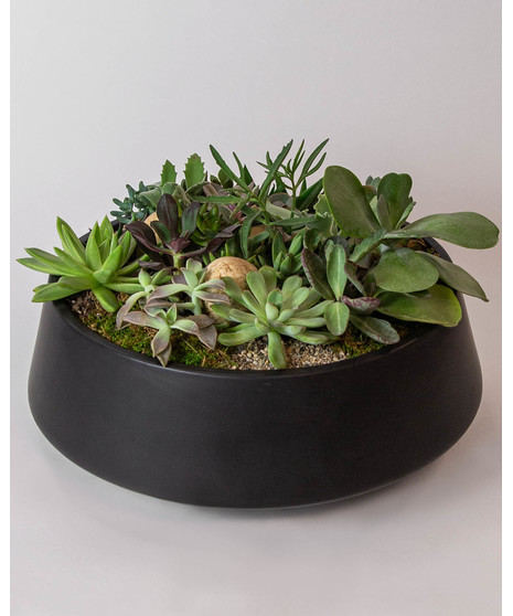 Succulent Oasis
