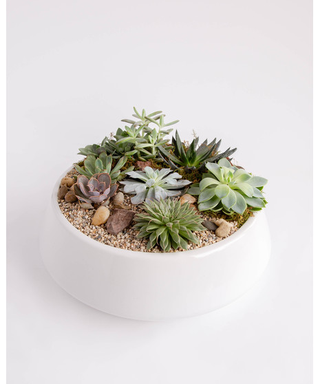 This large succulent garden features eight varieties of succulents, carefully designed with moss and pebbles in a sleek matte black large ceramic container. 