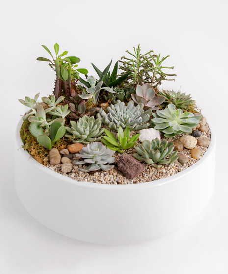 This large succulent garden features eight varieties of succulents, carefully designed with moss and pebbles in a sleek matte black large ceramic container. 